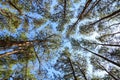 Looking up Pine tree forest with sunlight and natural landscape. View from bottom to top. Look overhead at many pine trees with Royalty Free Stock Photo